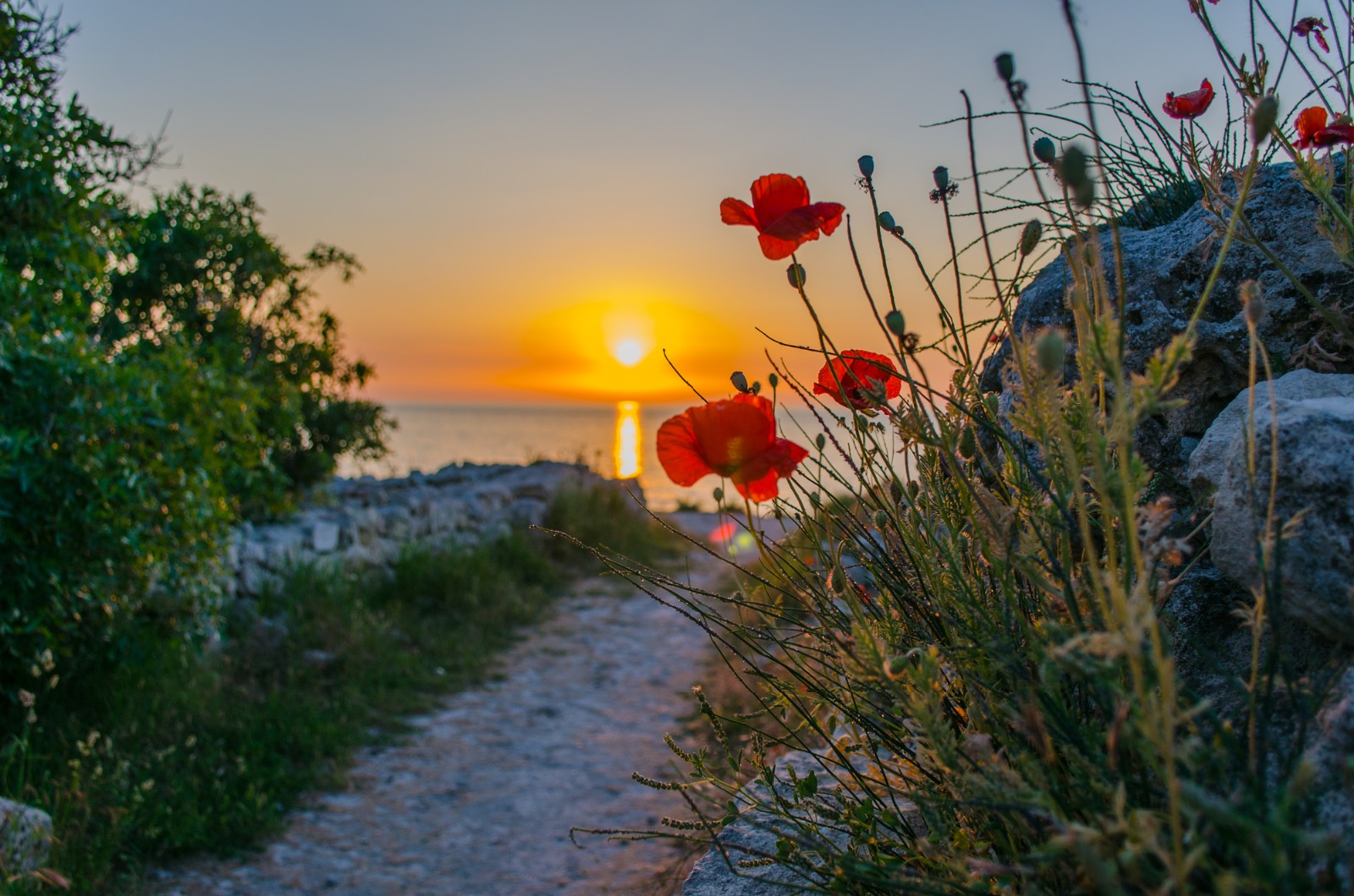 Лучшее время вечер лета. Цветы и море. Прекрасного летнего вечера на море. Крым весной. Вечер море закат и цветы.