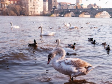 Jarní Vltava Praha (2)