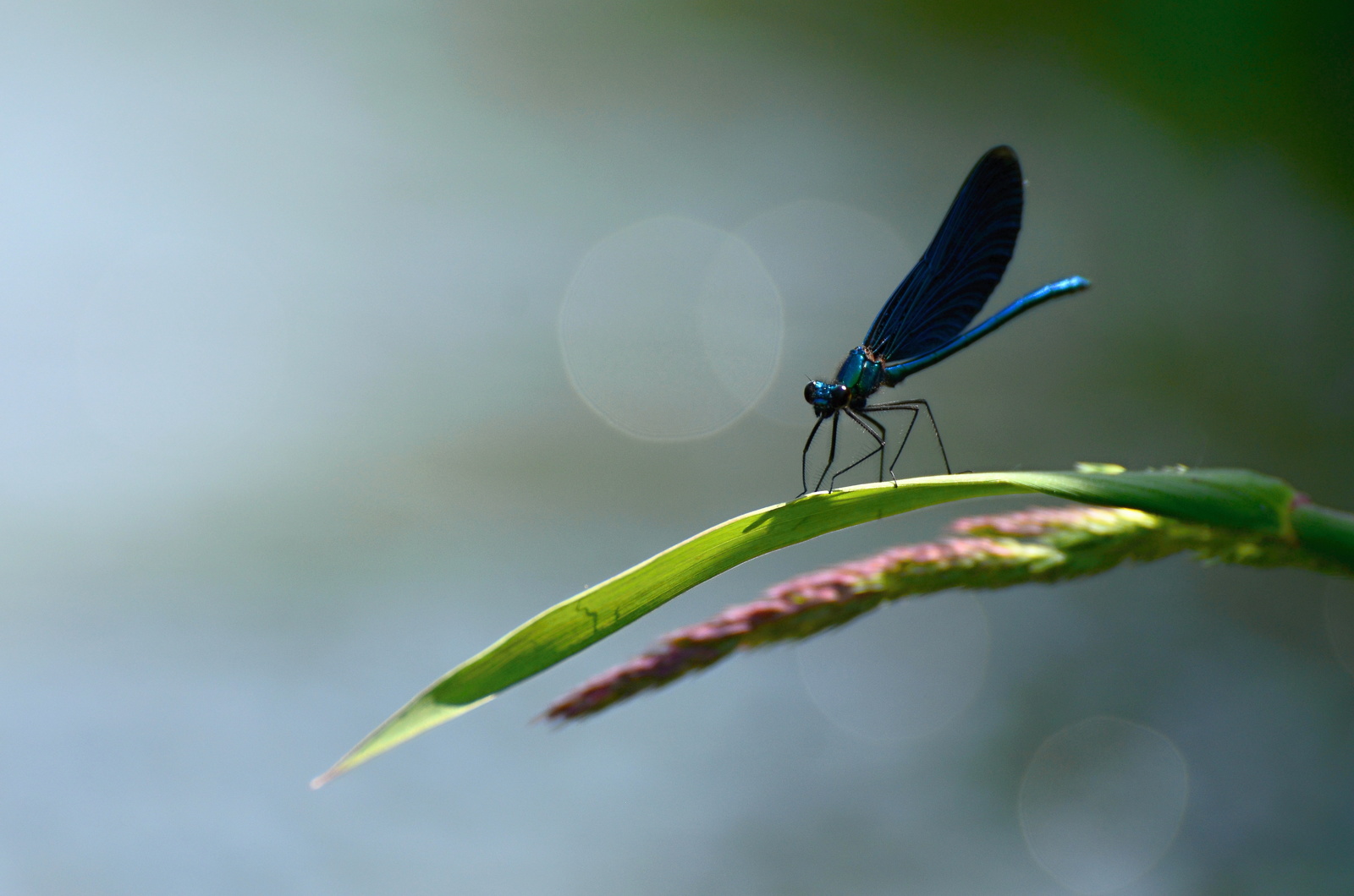 Orlice hvězdicově z jediného kempu, dovolená na vodě bez starostí. Snídaně a kemp v ceně.